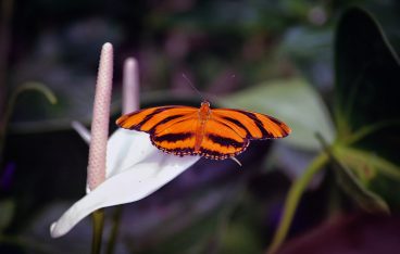 brown butterfly